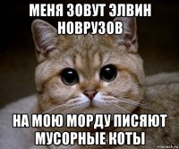 меня зовут элвин новрузов на мою морду писяют мусорные коты