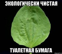экологически чистая туалетная бумага
