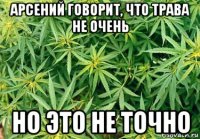 арсений говорит, что трава не очень но это не точно