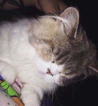 Создать мем AnnaKern