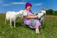 Создать мем Бабка с ноутом и козой