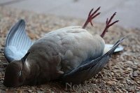 Создать мем Deadpegeon