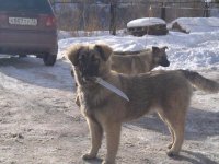 Создать мем Достал нож