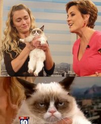 Создать мем Грустный котэ