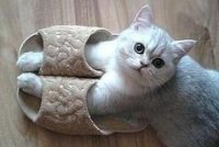 Создать мем Кот и тапки