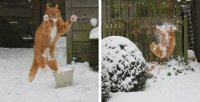 Создать мем Кот снежки
