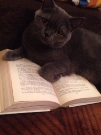 Создать мем Кот