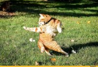 Создать мем Котэ