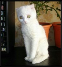 Создать мем Котег