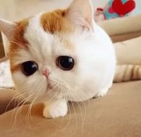 Создать мем Коу
