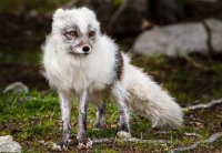 Создать мем Ненакрашенная
