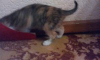 Создать мем Ника мой котёнок