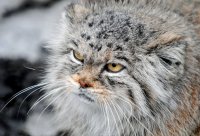 погладь кота, Мем Сердитый манул