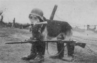 Создать мем Собака воевака