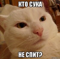 кто сука не спит?