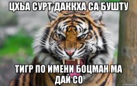 цхьа сурт даккха са бушту тигр по имени боцман ма дай со