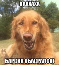 ваахаха барсик обасрался!