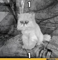 1 1