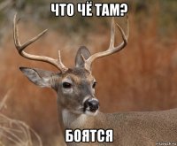 что чё там? боятся