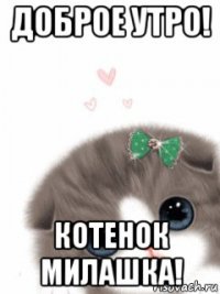 доброе утро! котенок милашка!
