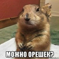  можно орешек?