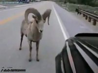 Создать мем Баран жалайыр