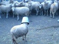 кастрюли надеть и на майдан, Мем Бараны