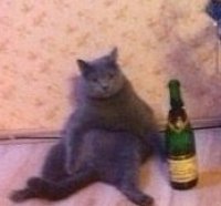 Создать мем Бухой кот