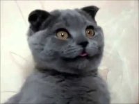 Создать мем Чумной кот
