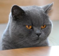 Создать мем Дебилы мя