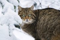 Создать мем Дикие северные леса