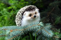 Создать мем Еж