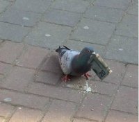 Создать мем Голубь мажор