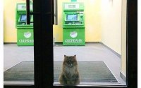 Создать мем Греф в костюме кота