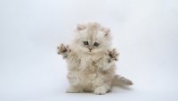 Создать мем Грозный котенок