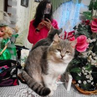 Создать мем И сново она в этом зерколе