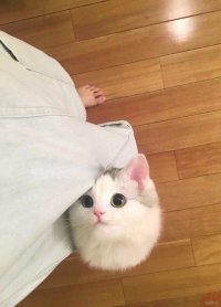 Создать мем Киса глазки