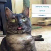 Создать мем Кошак завис