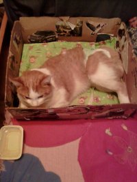 Создать мем Кошка