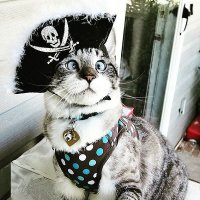 Создать мем Косой кот