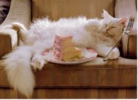 Создать мем Кот с тортом