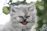 Создать мем Кот серый