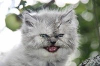 Создать мем Кот серый