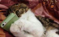 Создать мем Кот