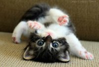 Создать мем Кот