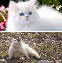 Создать мем Кот