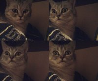 Создать мем Кот