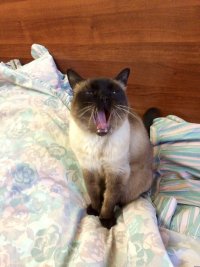 Создать мем Коте орун