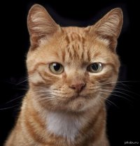 Создать мем Котэ