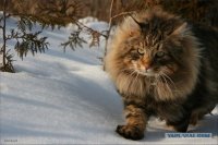 Создать мем Котэ